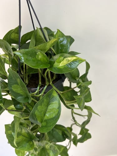 Pothos Epipremnum Aureum ( Global Green ) - ابيبري...