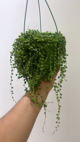 سينيسيو روليانوس - Senecio rowleyanus