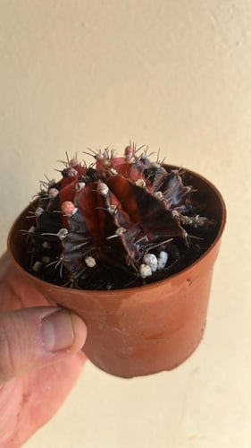 Gymnocalycium Mihanovichii Variegated - جيمنوكالسي...
