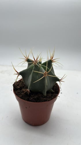 Ferocactus histrix — فيروكاكتوس هستركس
