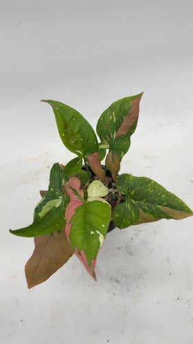 Syngonium Red Spot Tricolor- سينجونيوم ثلاثية الأل...