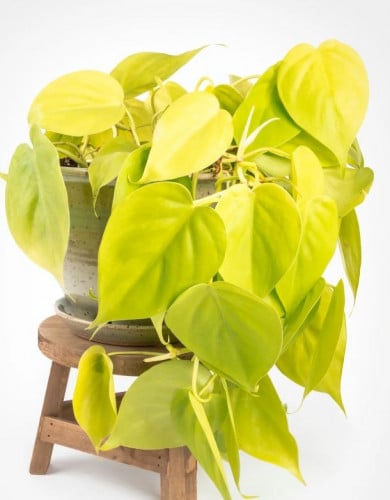 فيلوديندرون هديراسيوم ليمون لايم - Philodendron he...