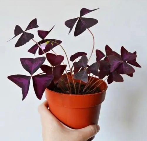 أوكساليس ميكي - Oxalis Mijke