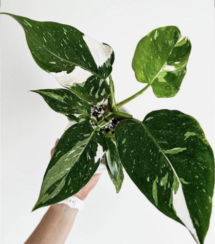 Philodendron White Wizard - فيلوديندرون الساحر الأ...