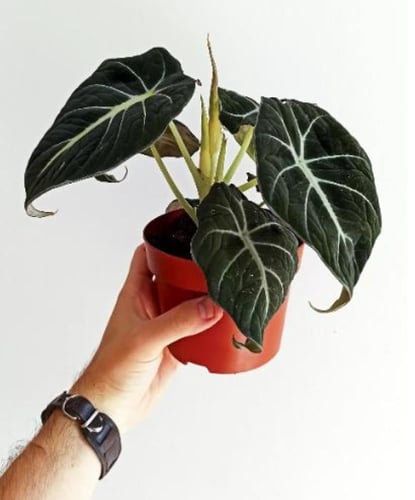 Alocasia black velvet - الوكاسيا بلاك فلفت