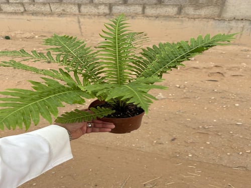 Oceaniopteris gibba- أوشنيوبتريس جيبا