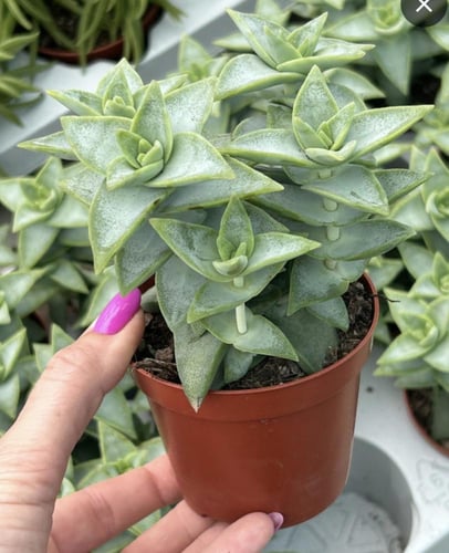 كراسولا بيرفوراتا ‘بنهويك باس Crassula perforata ‘...