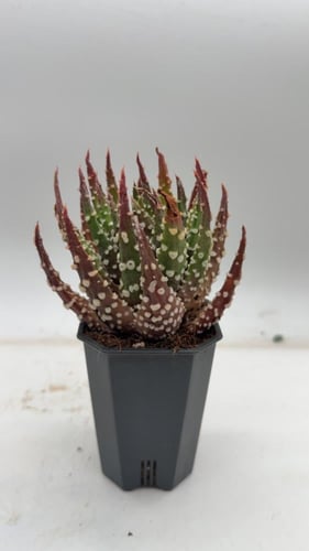 Haworthia pumila — هاوورثيا بوميلا