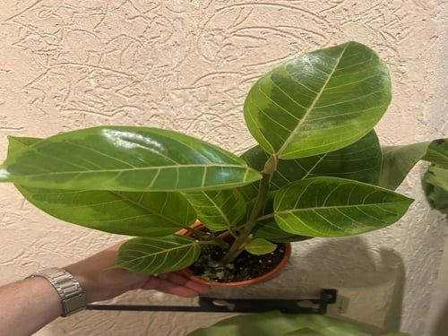 Ficus Altissima Yellow Gem - فيكس الجوهرة الصفراء