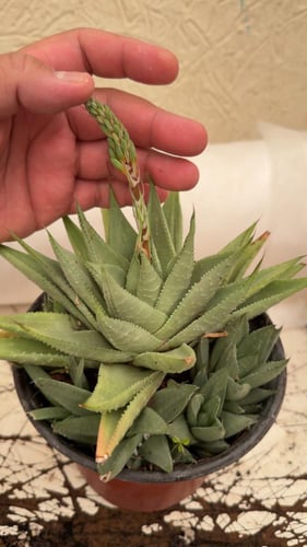 Haworthia Savanna – هوارثيا سفانا