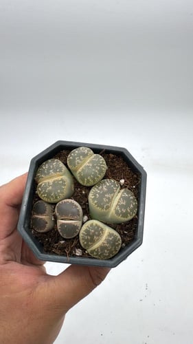 ليثوبس فولفيسيبس - Lithops fulviceps - Living Ston...