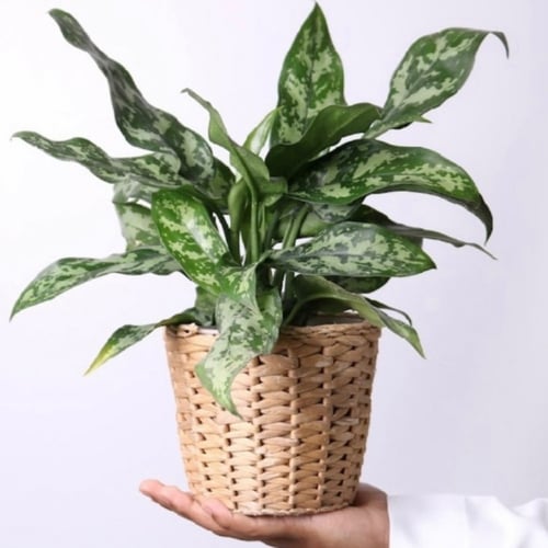 اجلونيما ماريا بيوتي - Aglaonema Emerald Beauty