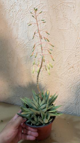 Haworthia Savanna – هوارثيا سفانا