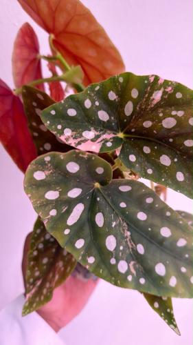 Begonia Maculata Pink Variegated