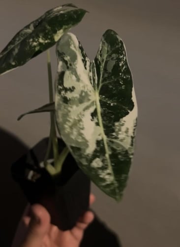ألوكاسيا فريديك فرقيتد - Variegated Alocasia Fryde...