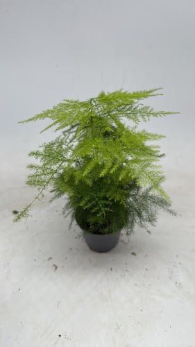 ‎‏Asparagus setaceus - اسبرجس سيتاسيوس