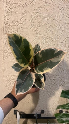 Ficus Elastica Tineke - فيكس إيلاستيكا تينيكي