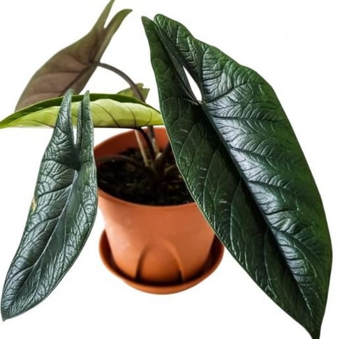 Alocasia Scalprum - ألوكاسيا سكلبرم
