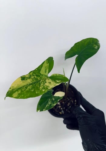 Syngonium Yellow Variegated - سينقونيوم أوريا فرقي...