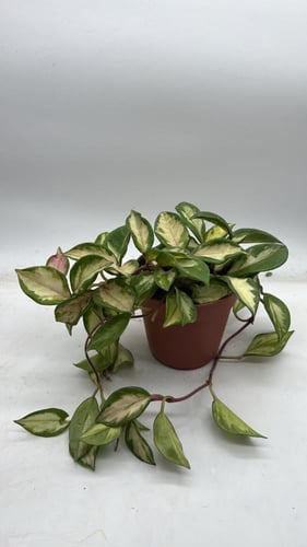Hoya carnosa Tricolor - هويا كارنوسا ثلاثية الألوا...