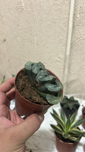 Haworthia truncata – هاوورثيا ترنكاتا