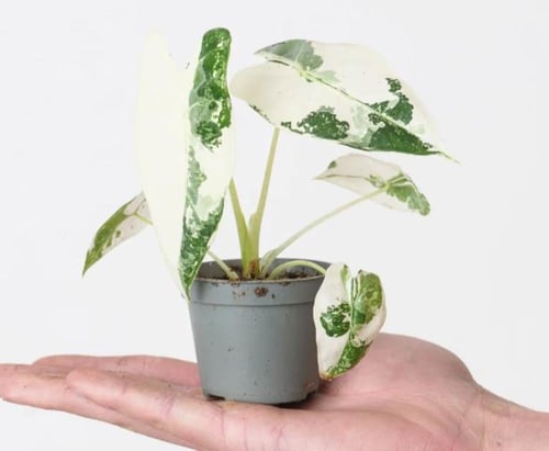 ألوكاسيا فريديك فرقيتد صغير -small Variegated Aloc...