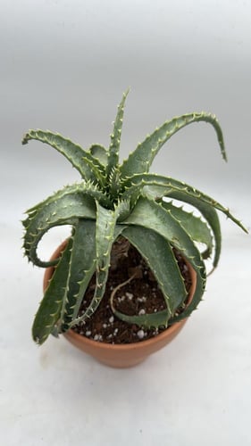 Aloe arborescens — ألوة أر بوريسنس