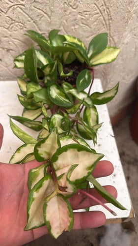 Hoya carnosa Tricolor - هويا كارنوسا ثلاثية الألوا...