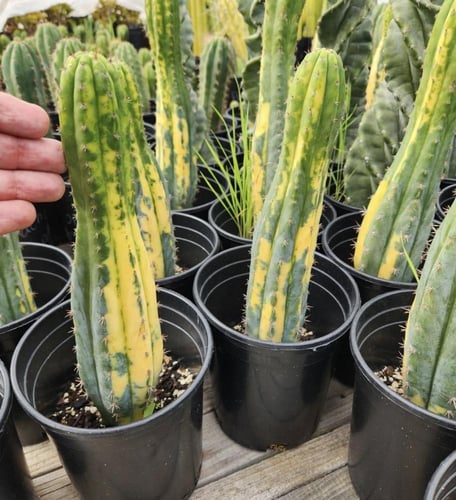Trichocereus pachanoi f. variegata — تريكو سيريوس...