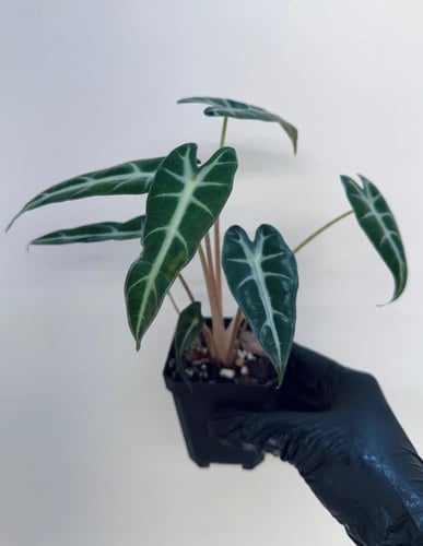 Alocasia Bambino - ألوكاسيا بامبينو
