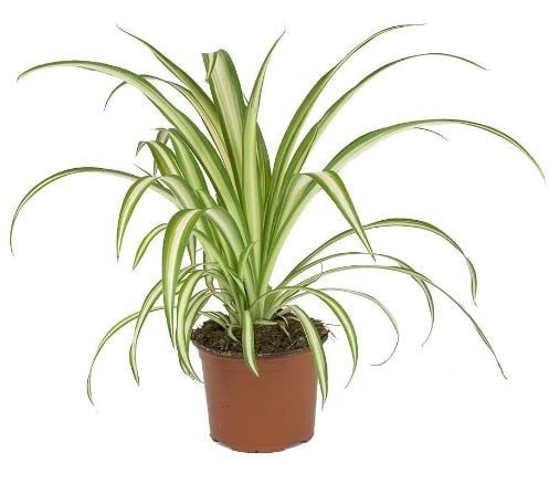 الكلوروفيتوم فيتاتوم - نبات العنكبوت - Chlorophytu...