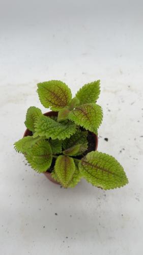 بيليا مون فالي - Pilea Moon Valley