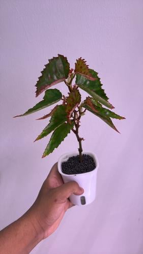 Begonia malachosticta – بيغونيا مالاكوستيكتا