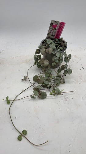 Ceropegia woodii - سيروبيجيا وودي ( سلسلة القلوب )