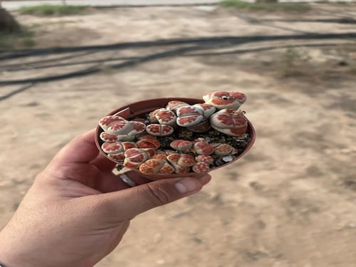 ليثوبس فولفيسيبس - Lithops fulviceps - Living Ston...