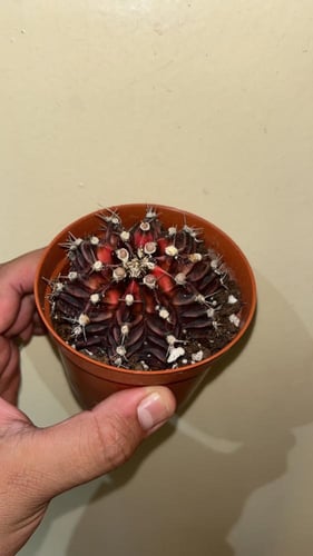 Gymnocalycium Mihanovichii Variegated - جيمنوكالسي...