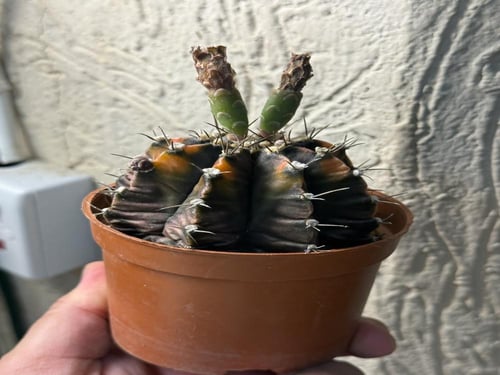 Gymnocalycium Mihanovichii Variegated - جيمنوكالسي...