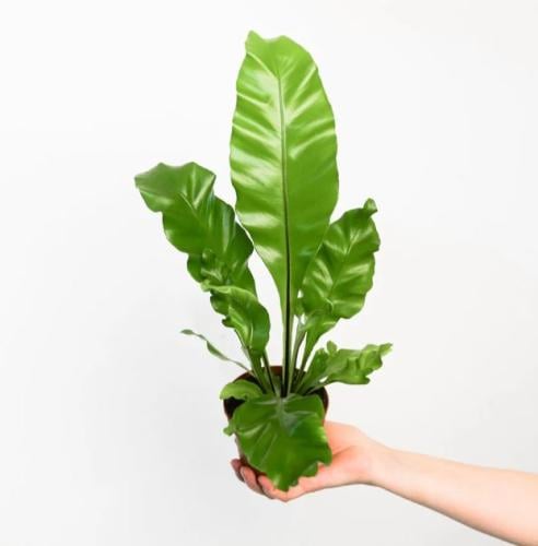 Asplenium Nidus (Birds Nest Fern) - أسبلينيوم نيدو...