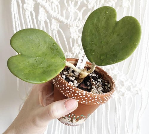 هويا كيري - Hoya kerrii