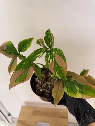 Syngonium Red Spot Tricolor- سينجونيوم ثلاثية الأل...