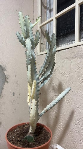 Euphorbia Lactea Variegata 'White Ghost'