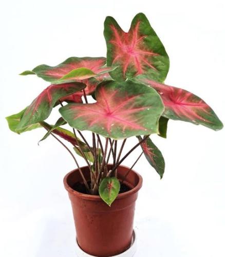 كالاديوم فلامنجو - Caladium Flamingo