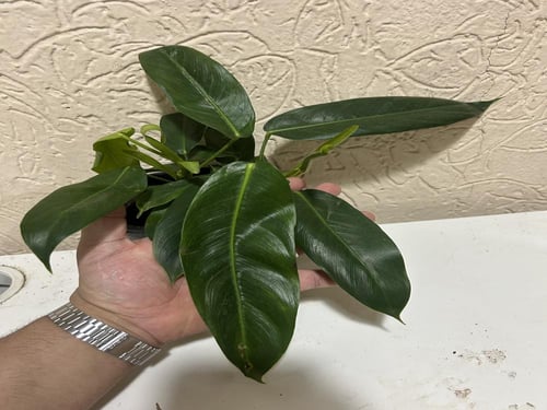 Philodendron Patriciae - فيلوديندرون باتريسيا