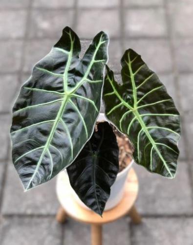 Alocasia Suhirmaniana – ألوكاسيا سوهيرمانِيانا