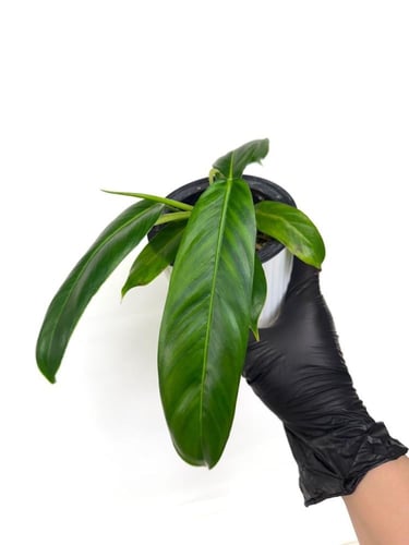 Philodendron Patriciae - فيلوديندرون باتريسيا