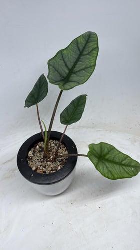 Alocasia Heterophylla ‘Metallic Blue’ – ألوكاسيا ه...