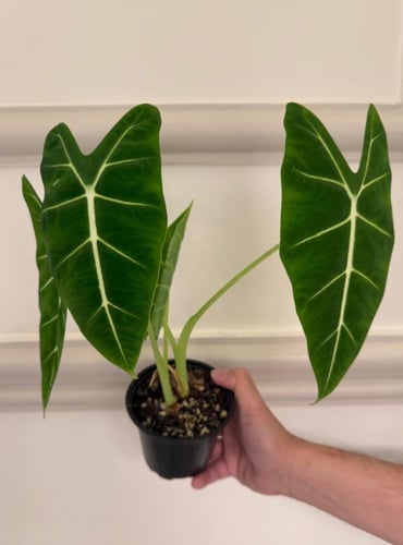 ألوكاسيا فريدك - Alocasia Frydek