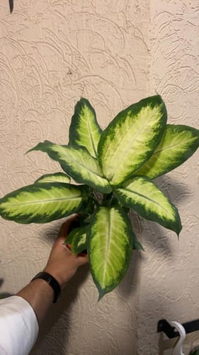 دفنباخيا كاميلا - dieffenbachia camille