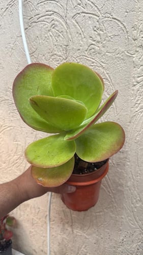 Kalanchoe Luciae Flapjack-كالانشو لوسيا فلابجاك (...