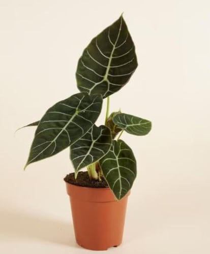 Alocasia Watsoniana Doff - ألوكاسيا واتسونيانا دوف
